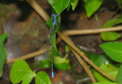 Caconeura ramburi