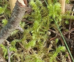 Hylocomiadelphus triquetrus