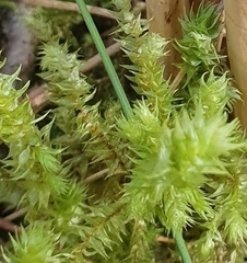 Hylocomiadelphus triquetrus