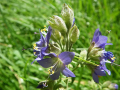 Polemonium occidentale