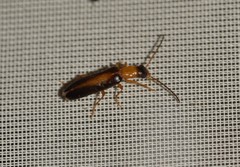 Xanthochroina auberti