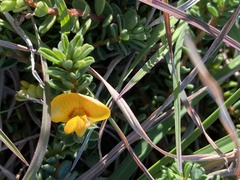 Pultenaea maritima