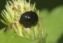 Argopistes coccinelliformis
