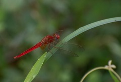 Crocothemis servilia