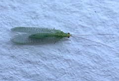 Pseudomallada flavifrons