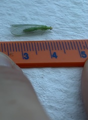 Pseudomallada flavifrons