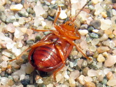 Tricholochmaea kalmiae