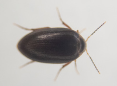 Eucinetidae