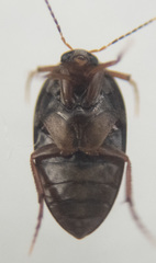 Eucinetidae