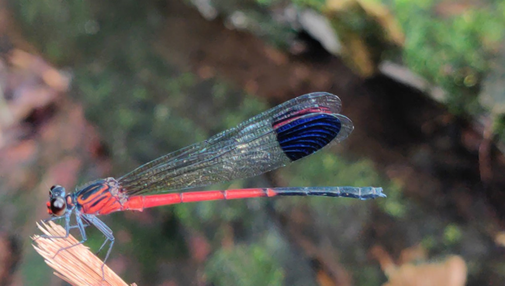 Euphaea thosegharensis