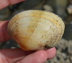 Ruditapes decussatus