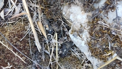 Vulpes vulpes silacea