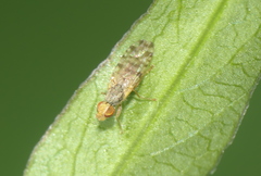 Campiglossa sororcula