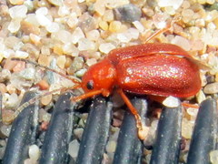 Tricholochmaea kalmiae