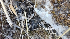 Vulpes vulpes silacea