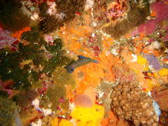 Tambja capensis