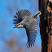 Sitta arctica - Photo (c) slivbirds_nn, μερικά δικαιώματα διατηρούνται (CC BY-NC)