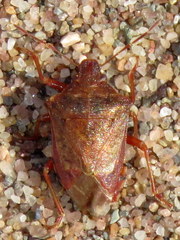 Podisus brevispinus