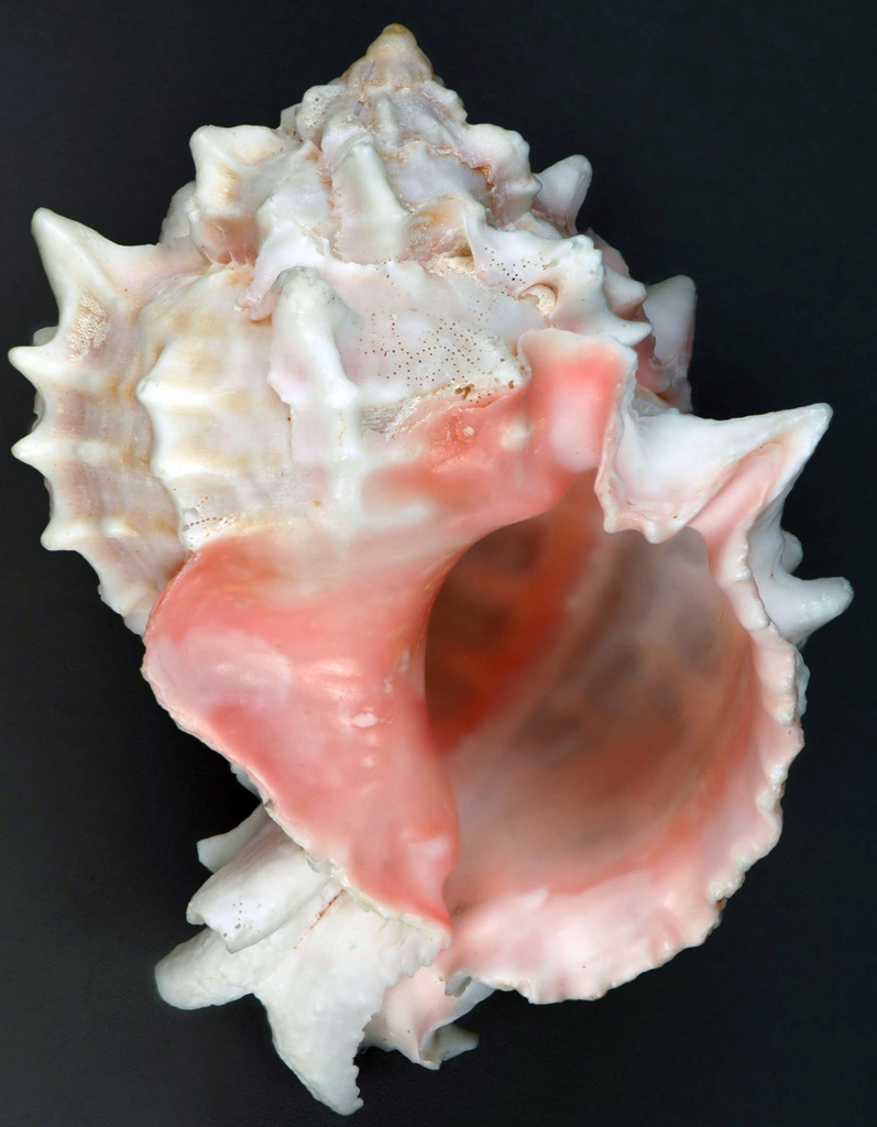 Pink-mouthed Murex