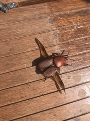 Rhynchophorus ferrugineus