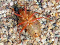 Podisus brevispinus