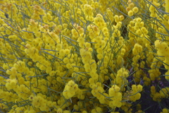 Acacia rigens