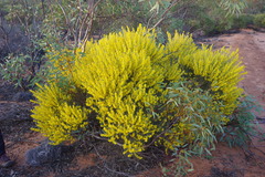 Acacia rigens
