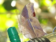 Charaxes varanes varanes