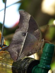Charaxes varanes varanes