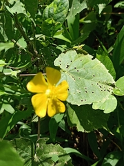 Abutilon indicum