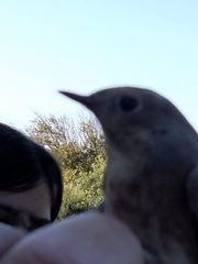 Phoenicurus phoenicurus