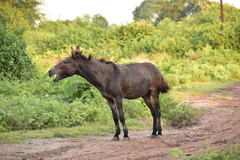Equus asinus × caballus