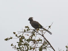 Corythaixoides concolor concolor