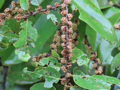 Bridelia retusa