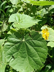 Abutilon indicum