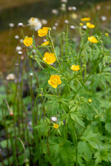 Ranunculus grandifolius