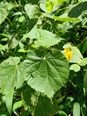 Abutilon indicum