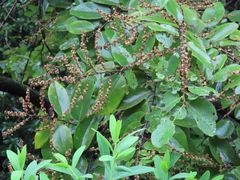 Bridelia retusa