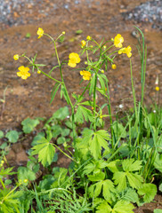 Ranunculus grandifolius
