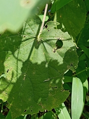 Abutilon indicum