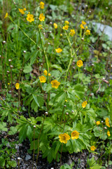 Ranunculus grandifolius