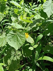 Abutilon indicum