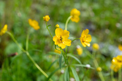 Ranunculus grandifolius