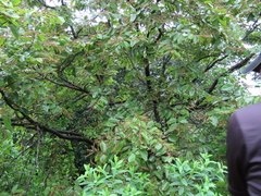Bridelia retusa