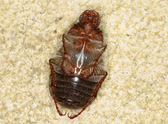 Xylonichus piliger