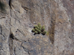 Trichocereus candicans