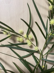 Acacia cognata