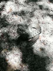 Natrix helvetica sicula