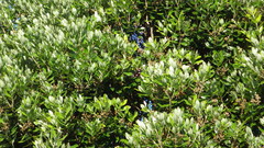 Hypolimnas bolina nerina