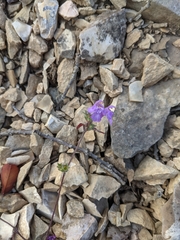 Galeopsis angustifolia